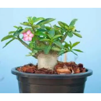 adenium plant (16)-7037732-91011.webp